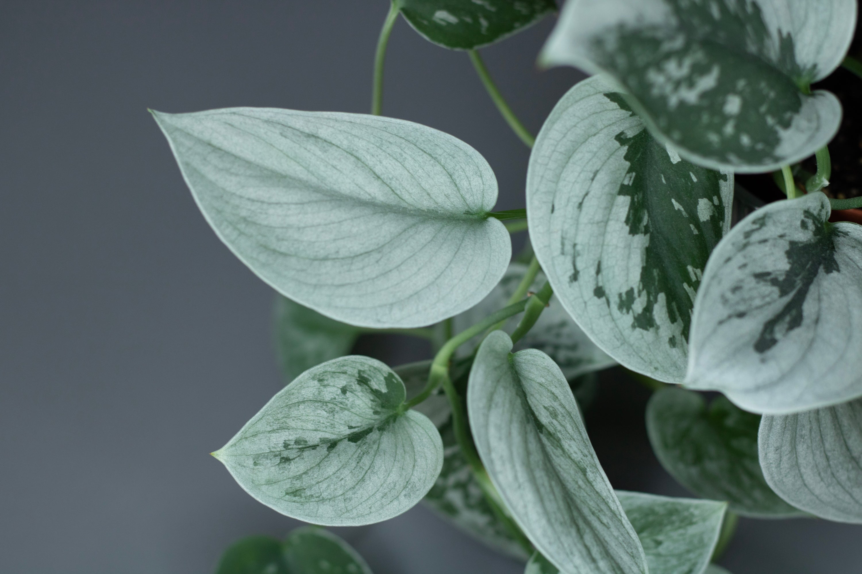 The Best Low-Maintenance Houseplants to Cultivate Your Indoor Eden