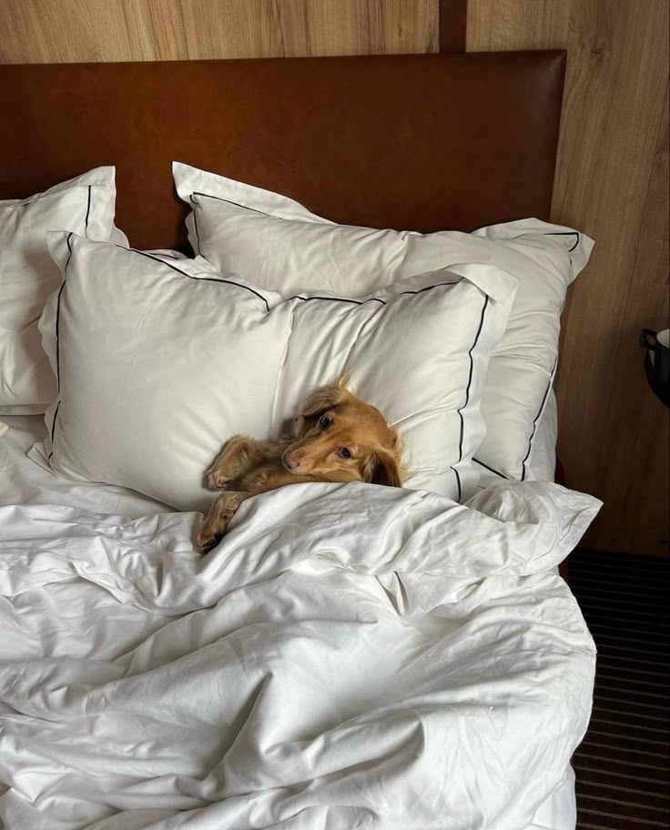  A peaceful scene of a dog resting on a neutral-toned bed in a softly lit room, encapsulating the essence of a home designed thoughtfully for both style and the comfort of its four-legged inhabitants.